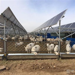 光伏農業 星星之火期待燎原，畜牧漁業齊爆發