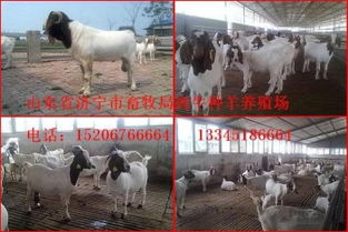 選購優質種羊，助力畜牧業發展——山東畜牧局種羊場銷售服務介紹