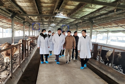 “鄂”牛出山記 跨越三省七市的品質之旅，湖北農發牛肉香飄粵港澳大灣區